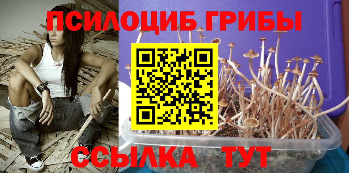 Братск  Псилоцибиновые грибы Magic Shrooms  купить  сайты  Вход с VPN 